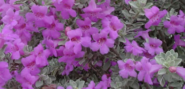 Cenizo Blooms